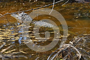 Large, scaly alligator moving through the shallow water of a murky swamp