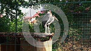 Large scavenger bird - Marabou stork, Leptoptilos crumenifer resting on a bird house in an aviary. Close-up view of two