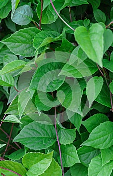 A large Schizandra bush with green leaves