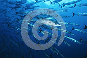 Large school of Barracuda fish
