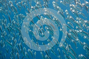 large school of bigmouth mackerels swimming very fast through the blue seawater