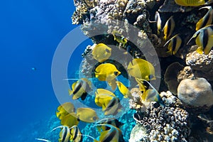 Large school of Butterflyfish Chaetodon in the coral reef, Red Sea, Egypt. Different types of bright yellow striped tropical