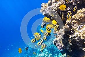 Large school of Butterflyfish Chaetodon in the coral reef, Red Sea, Egypt. Different types of yellow striped tropical fish