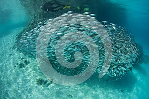 Large School of Fish in Melanesia and Snorkeler