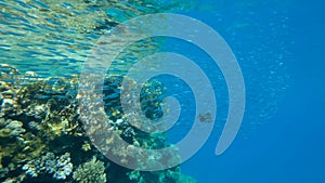 Large school of little fish swims under surface of blue water near coral reef. Underwater life in the ocean.