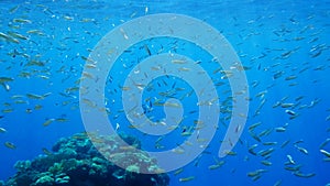 Large school of little fish swims under surface of blue water. Underwater life in the ocean.