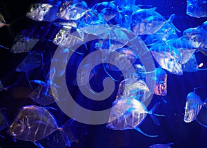 A large school of Lookdown fish under the blue lights