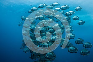 Large school of Orbicular spadefish Platax orbicularis