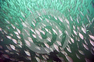 Large School of Tomtate Fish - Inshore Panama City