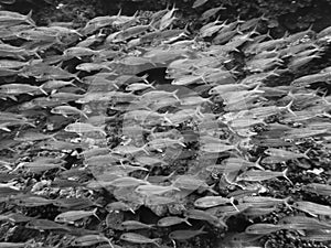 Large School of Tropical Fish in Black and White