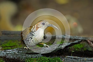 Large Scimitar-Babbler