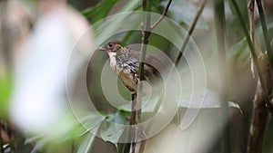 Large Scimitar Babbler