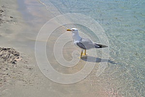 A large sea gull is looking for food on the beach.
