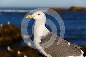 Large sea gull in the morning