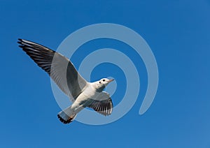 A large sea gull soars against the sky in Istanbul, Turkey