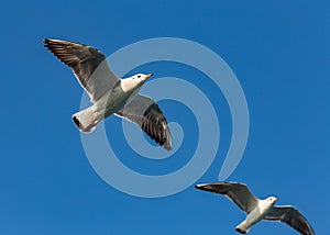 A large sea gull soars against the sky in Istanbul, Turkey