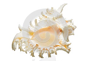 Large sea shell