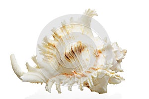 Large sea shell