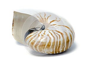 Large sea shell