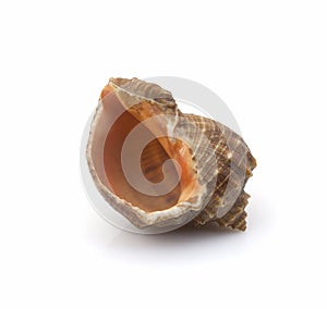 Large sea shell isolated on white background