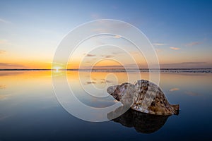 Large Sea Shell Sunset Reflection