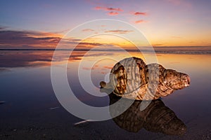 Large Sea Shell Sunset