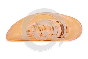 Large Sea shell, white background