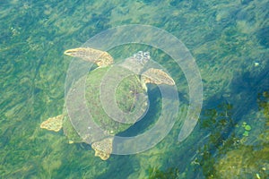 Large sea turtle Caretta Caretta in the Mediterranean Sea