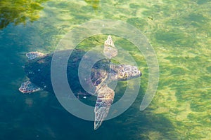 Large sea turtle Caretta Caretta in the Mediterranean Sea