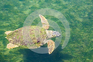 Large sea turtle Caretta Caretta in the Mediterranean Sea