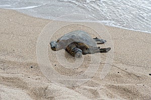 Sea turtle at the beach on the Big Island of Hawaii