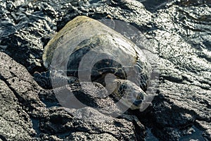 Large sea turtle on the rocks on the Big Island of Hawaii