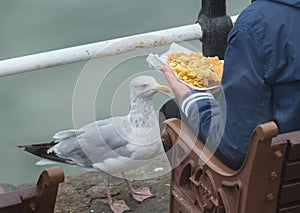 Large Seagull begging for food.