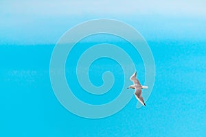 Large seagull bird in flight