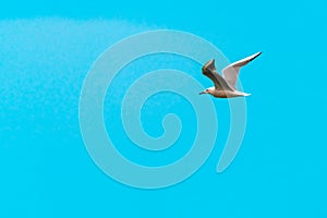 Large seagull bird in flight