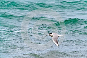 Large seagull bird in flight