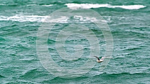 Large seagull bird in flight