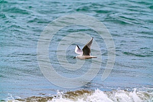 Large seagull bird in flight