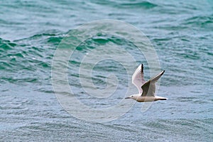 Large seagull bird in flight