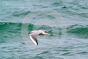 Large seagull bird in flight
