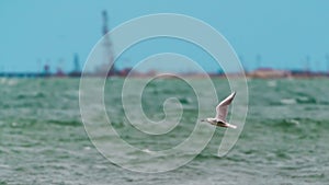 Large seagull bird in flight