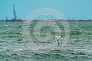 Large seagull bird in flight