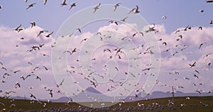 Large seagull flock flying in slow motion, vintage film, Reykjavik Iceland