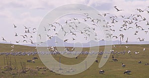 Large seagull flock taking off from Reykjavik golf course, slow motion