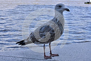 Large Seagull on the riverbank