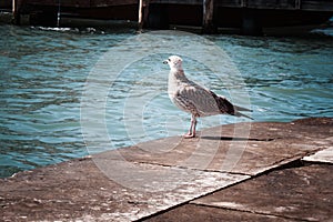 A large seagull walking along a stone pier