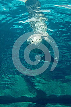 Large seal swimming in blue water