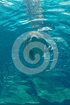 Large seal swimming in blue water