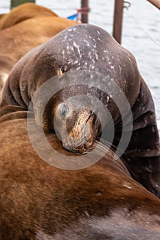 large sealion arches backwards resting head on back