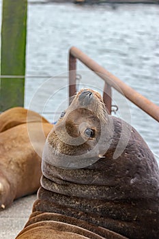 large sealion arches backwards with wrinkles and soft fir